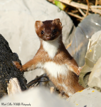 Stoat