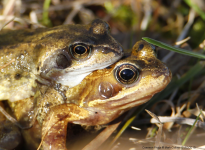 Common Frog