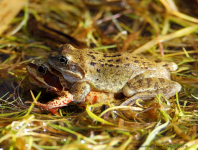 Common Frog