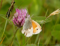 Small Heath