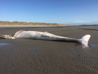 Fin Whale