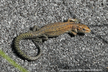 Common Lizard