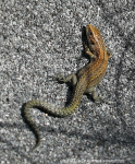 Common Lizard