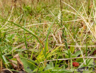 Autumn Lady's-tresses