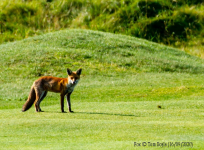 Red Fox