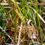 Common Heath Moth