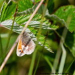 Small Heath