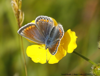 Small Heath