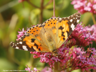 Painted Lady