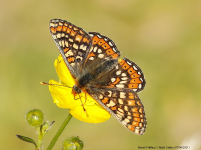 Marsh Fritillary