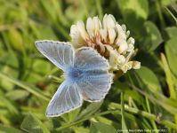 Common Blue