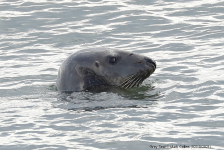 Grey Seal