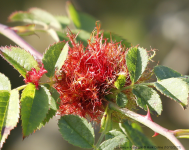 Diplolepis rosae gall