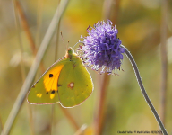 Clouded Yellow