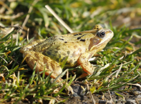 Common Frog