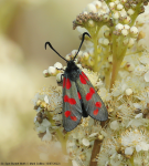 Burnet Moth