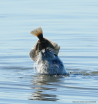 Harbour Seal