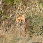 Red Fox