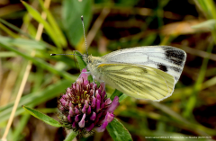 Green-veined White