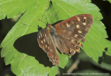 Specked Wood