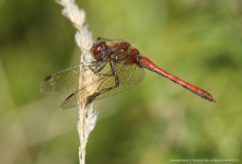 Common Darter