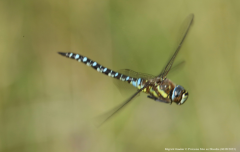 Migrant Hawker