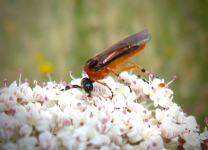 Turnip Sawfly