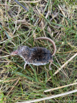 Pygmy Shrew